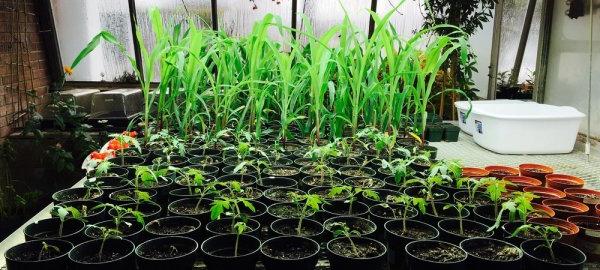 Truvia Plants from Sweetener 研究
